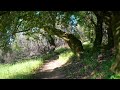 Best hike in Healdsburg - Walking tour of Healdsburg Ridge Preserve. Lake, Oaks, and Wildflowers.