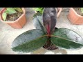 How To Grow Rubber plant from cuttings | Rubber plant care | Ficus Elastica Houseplant propagation