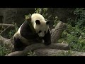 San Diego Zoo expecting giant pandas from China