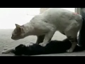 Cat unwilling to leave his partner....heart-wrenching scene