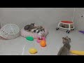 Funniest 2024😉Cats and 🥒 Cucumbers - Awesome Funny Pet Videos 😹🐕