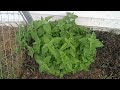 May 21 2024 garden update