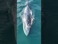 Asymmetrical coloring of the fin whale! #whale #finwhale #drone #nature #wildlife
