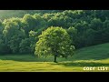 [Playlist]🌳숲속에 온 듯, 마음이 편해지는 뉴에이지 음악 테라피 Relaxing Piano Music - Healing, Sleep Focus Stress Relief