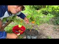 An easy way to propagating guava tree with oranges fruit using these simple techniques