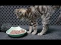 Cat Gordy Eating ASMR