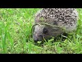 Law abiding hedgehog