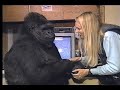A Conversation With Koko