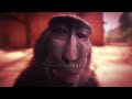 Monkey rizz edit 4k #monkey #rizz #viral