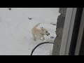 Riley and Ellie playing in the snow