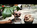 coconut bonsai coir carving tutorial