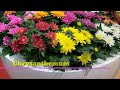 51 Full Sun Perennial Flower Plants | Grow these Perennial Flowers in full sun | Plant and Planting