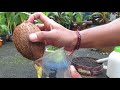 MEMBUAT BONSAI KELAPA MINION NUNGGING