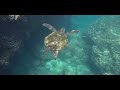 Freediving with Sharks | Exploring Kauai & Oahu Hawaii Underwater & on Land