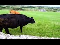 Sony Hx50v zoom test and cow eating