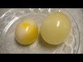 Egg Osmosis (Hypertonic vs. Hypotonic Solution)