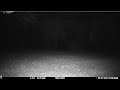 Trail Cam - Deer 3 (night)