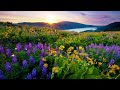Letting Go of Anger and Sorrow: Your Ultimate Guide to Healing  [Piano Love Song Playlist] ☘🌿