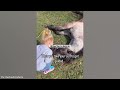 Tender Moment Between a Little Friend and a Horse