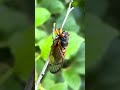 Western suburbs of Chicago cicadas