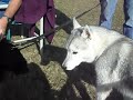 Husky puppy, Juno, howling and talking