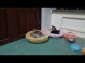 BEST Pets of the DECADE!😽🐶 | Funniest Videos 2024🥰