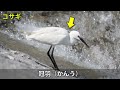 【解説】野鳥観察者向け！日本のサギ8種の生態＆見分け方！