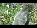 Between gorilla couple: another unpeaceful afternoon / D'jeeco & Tayari / 金剛猩猩夫婦不寧靜的下午