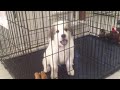 Great Pyrenees Puppy Whining in Crate