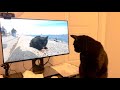 Black Cat Wants to Pet Black Cat on Computer