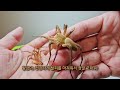 I had a fishing spider as a pet for two months and something amazing happened!
