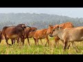 Kumpulan Sapi Lembu jantan yang Jinak Dan Gemuk Berkeliaran di Ladang rumput yang luas