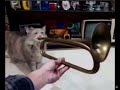 cat playing ballin on a trumpet