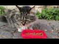 This Cute Street Cat Is Happy Eating . #catmeow , #catfood ,  #cat, #cat, #cats,  #streetcats,