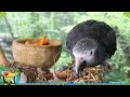 Birb Tropic | Tropical Reggae Music Mix and More for Birds | Parrot TV for Your Bird Room🍹