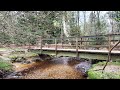 CALMING FOREST AND AMBIENT SOUNDS