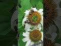 Bumblebees dancing on the Coneflower   #garden