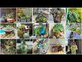 50+ Succulent Garden Ideas to blow your mind! Must See!