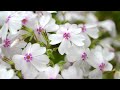 【カメラ】逍遥流転：芝桜＠羊山公園〜ローカル色豊かな西武鉄道秩父線でゆったり楽しむ