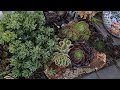 The Secret to Mastering Succulents in Hot Climates!