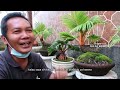 WOOOW!!! KOLEKSINYA BONSAI KELAPA 30 TAHUNAN TAK HANYA SATU