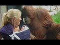 The Curious orangutan asks to meet the baby ❤️ Funniest animal videos