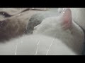 Cat Purring White Noise Rain Sounds for Relaxing Sleep (2024)#catpurring  #healing #asmr