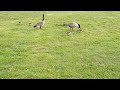 baby ducks with mama ducks