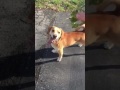 Dog plays fetch and can't find his ball