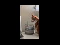 😂 Funniest Cats and Dogs Videos 😺🐶 || 🥰😹 Hilarious Animal Compilation №413