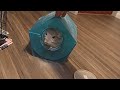 Chinchilla vs Cat