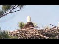 Baby eagle poop's out nest