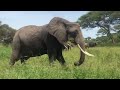 wildlife animals beautiful jungle hd4k short without copyright watch like and subscrib ##wildlife