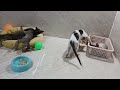 CLASSIC Dog and Cat Videos🤔1 HOURS of FUNNY Clips🤣